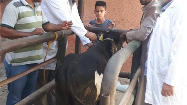 تحصين ماشية 