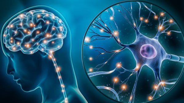 خلايا الدماغ 