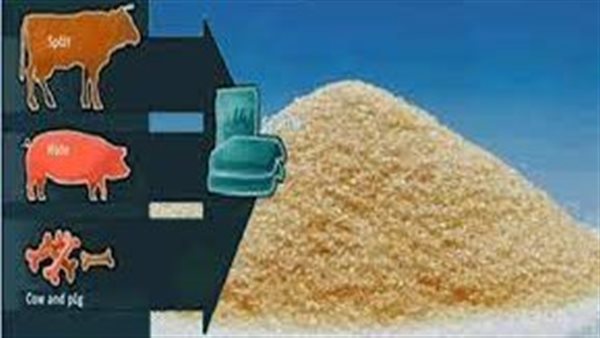 الجيلاتين_ أرشيفية