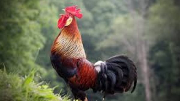 صورة تعبيرية 