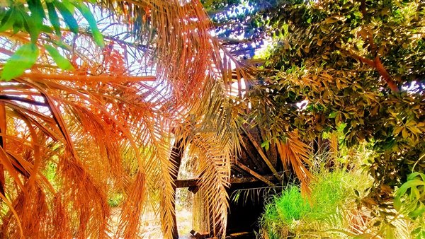 الفيوم.. تصوير: إيمان