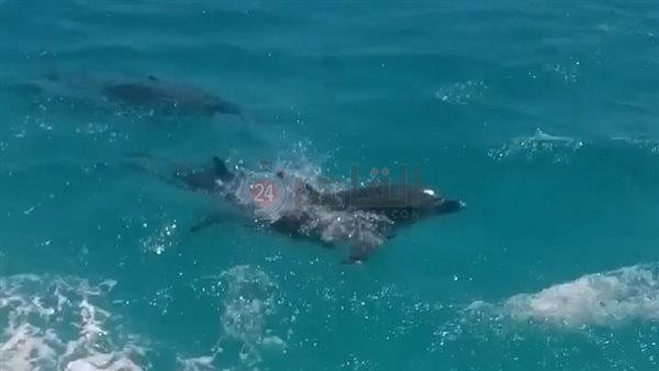 الدلافين تلاحق اللنشات