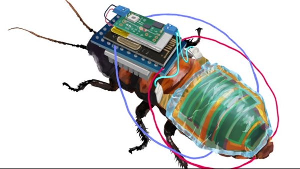 التحكم في الصراصير