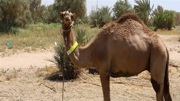 أطواق فسفورية 