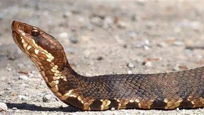 بعضها سام.. ولاية أمريكية تغلق الطريق على المواطنين لحماية الثعابين خلال هجرتها