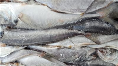 ضبط 4.5 طن أسماك مجمدة منتهية الصلاحية بالغربية