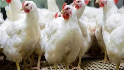 أسعار الدواجن والفراخ البيضاء في مصر اليوم الخميس 9 فبراير 2023
