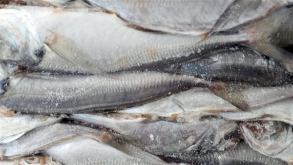 أسماك مجمدة غير صالحة
