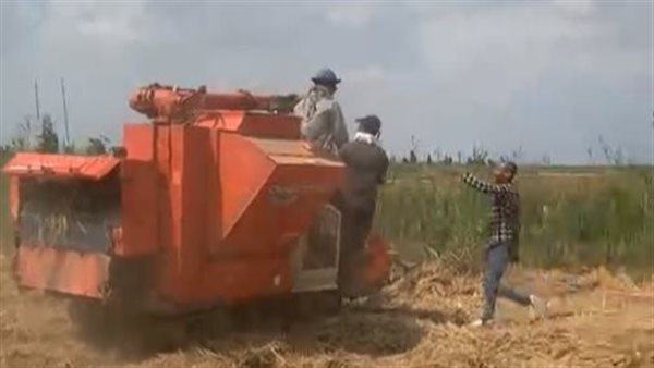 حصاد الأرز- أرشيفية