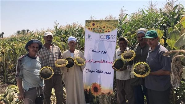 حصاد عبد الشمس الزيتي