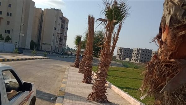 زراعة أشجار بمركز