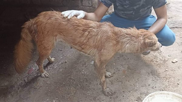 الكلب المصاب