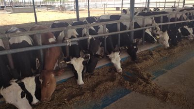 ضبط لحوم مجهولة المصدر وتحصين مواشي ضد الحمى القلاعية.. أبرز أنشطة الزراعة خلال أسبوع