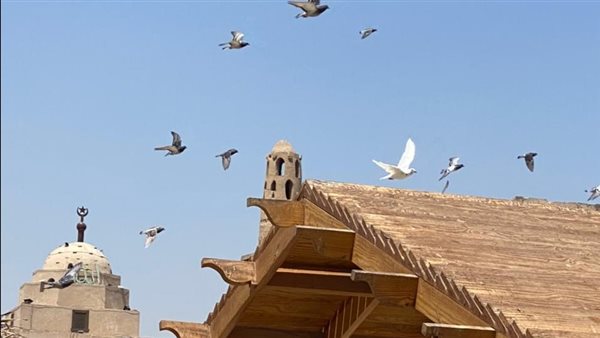 أسراب الحمام