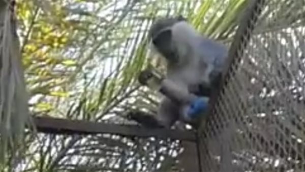 نسناس-أرشيفية