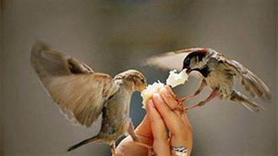 أدعية فيها العجب لجلب الرزق.. تعرف عليها