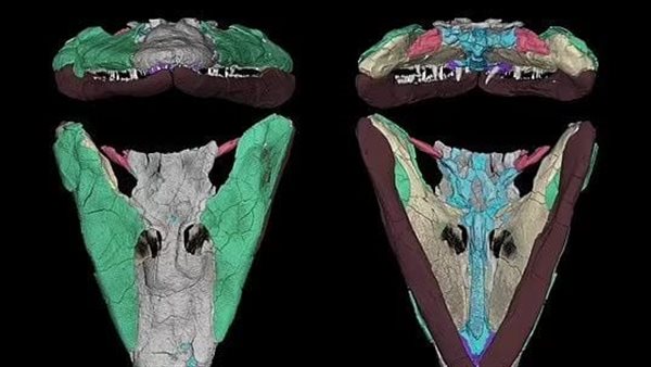 حيوانات برية قبل