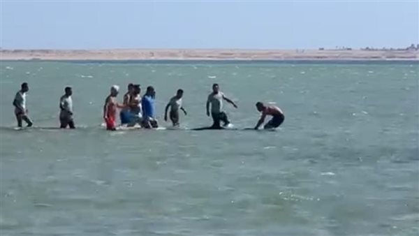 إنقاذ دولفين بأحد