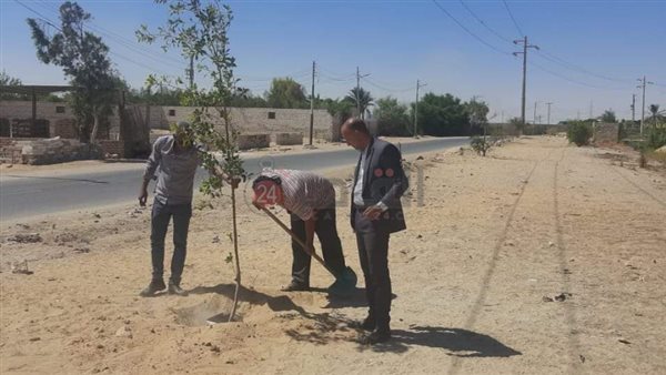 زراعة الأشجار بالمنيا