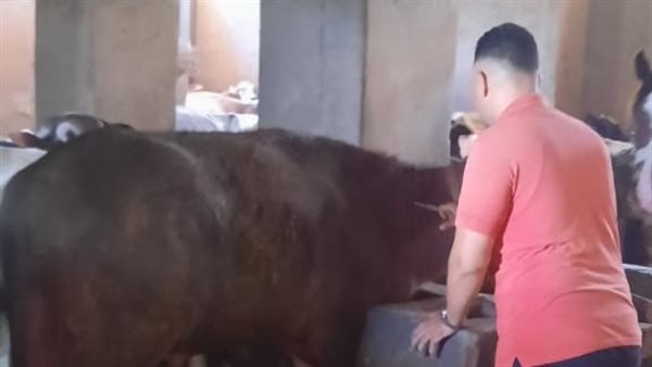 تطعيم الماشية ضد