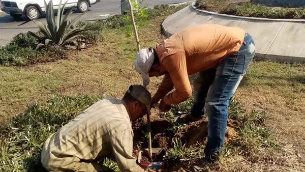 تجميل وتشجير شوارع