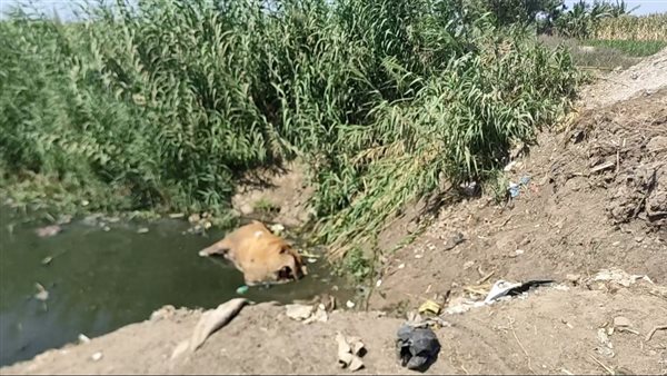 مصرف عزبة الجميزة