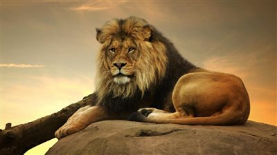 تفسير حلم أسد يلاحقني.. كثرة الهموم والأعداء