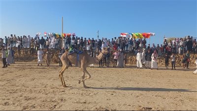 بعد توقفه لسنوات.. وزير الشباب والرياضة يطلق إشارة بدء سباق الهجن في العريش| فيديو