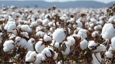 طلب إحاطة بالبرلمان لتعويض مزارعي القطن بعد ارتفاع أسعار المحصول