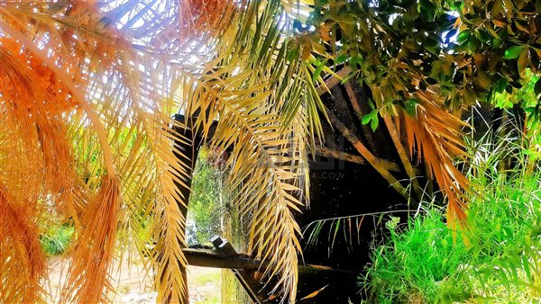 سواقي البسيونية..