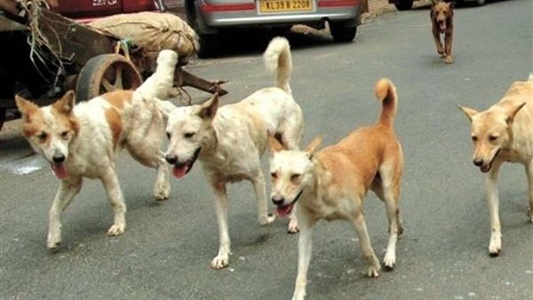 كلاب ضالة - أرشيفية