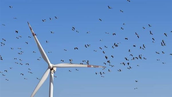 الطيور المهاجرة بمنطقة