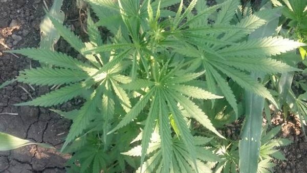 بانجو - صورة أرشيفية