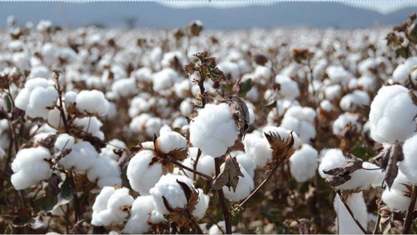 توريد محصول القطن