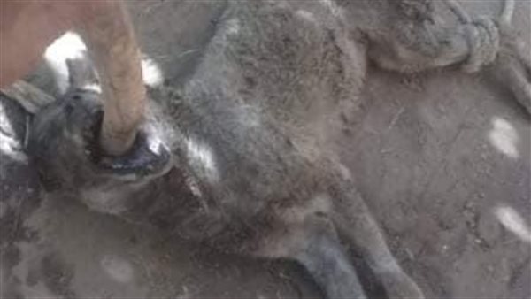 قتل حيوان المفترس