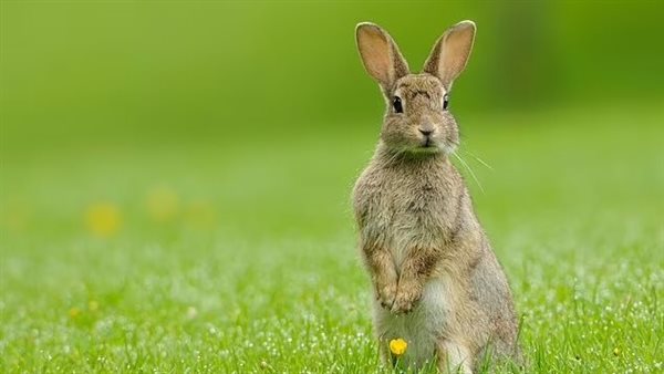 فيروس نزيف الأرانب