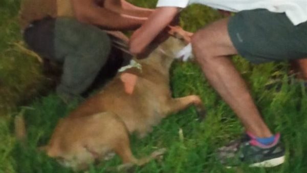 اصطياد كلب مسعور