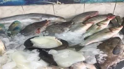 ضبط طن أسماك مجهولة المصدر خلال حملة في بورسعيد