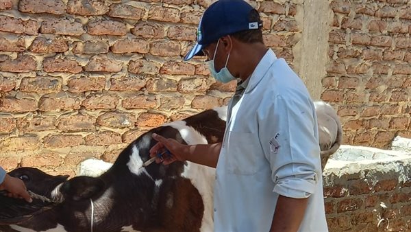 حملة لتحصين الماشية