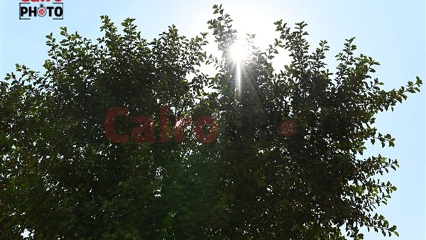 شجرة السيدة العذراء