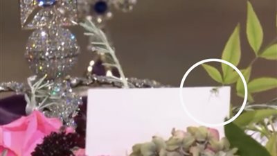 الأشهر والأكثر حظًا.. عنكبوت على نعش الملكة إليزابيث يثير الجدل | صورة