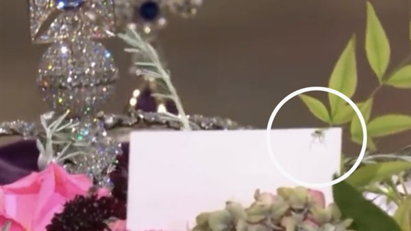 عنكبوت على نعش الملكة