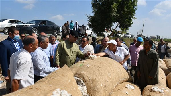 أعمال جني القطن في