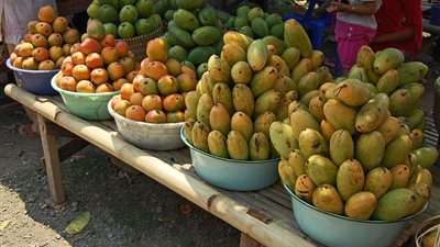 هل يوجد زكاة في فاكهة المانجو؟.. الإفتاء تكشف