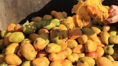 قبل صناعة العصائر والمربى.. ضبط 12 طن مانجو بدون بيانات داخل أحد الثلاجات ببورسعيد