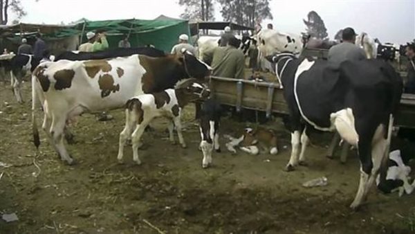 إنشاء مزرعة مواشي