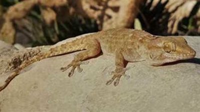 أستاذ حشرات عن غزو البرص المصري لإسرائيل: من أفضل أنواع الحشرات للنظام البيئي