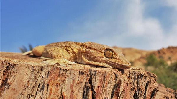 البرص المصري