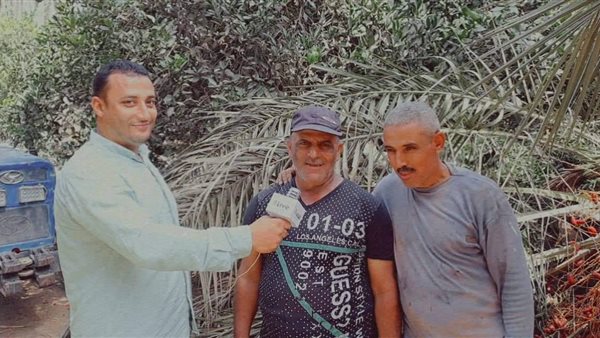 موسم حصاد البلح بالغربية