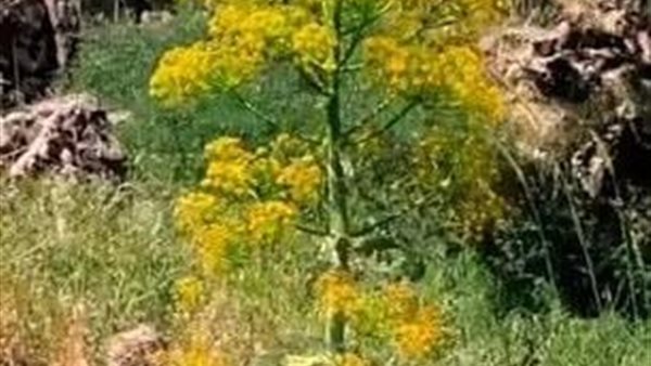 نبات المعجزة 